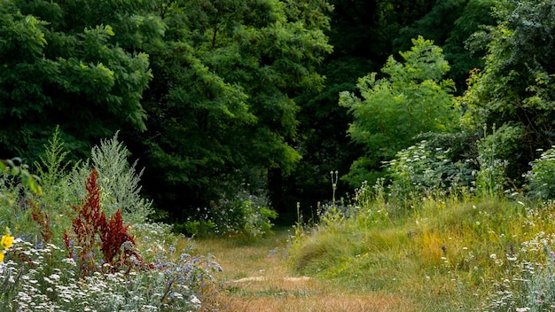 Boschetti di cespugli d'erba e alberi ai margini della foresta Foresta in estate