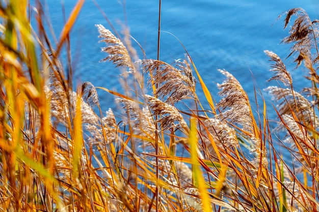 Boschetti di erba secca e canneti vicino al fiume in autunno