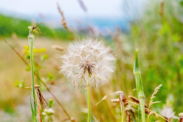 Boschetti di erbe selvatiche e fiori in un campo vicino a una strada sterrata