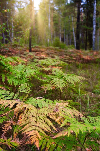 Boschetti di felci nella foresta autunnale all'alba Il sole splende attraverso gli alberi della foresta