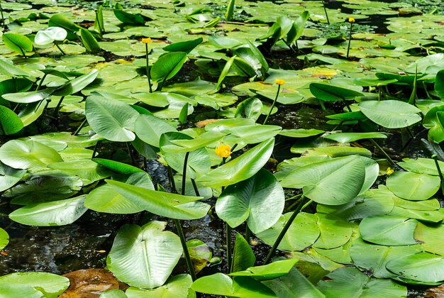 Boschetti di ninfee sulla superficie dell'acqua Fiori e piante