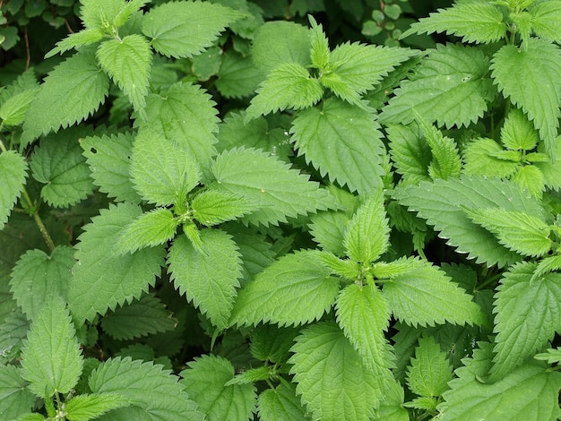 Boschetti di ortica su sfondo verde naturale superiore