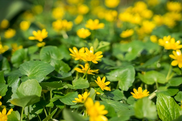 Boschetti di primule gialle primaverili di fiori di celidonia minore