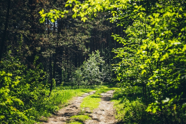 Boschetti nella fitta foresta. Vista panoramica e soleggiata con contrasti di bosco.