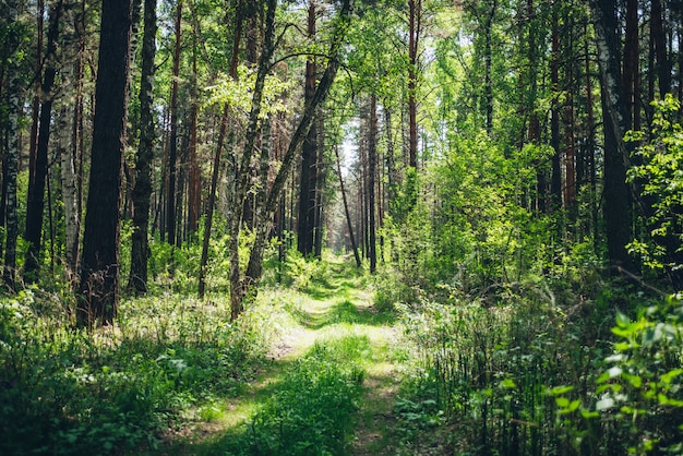 Boschetti nella fitta foresta