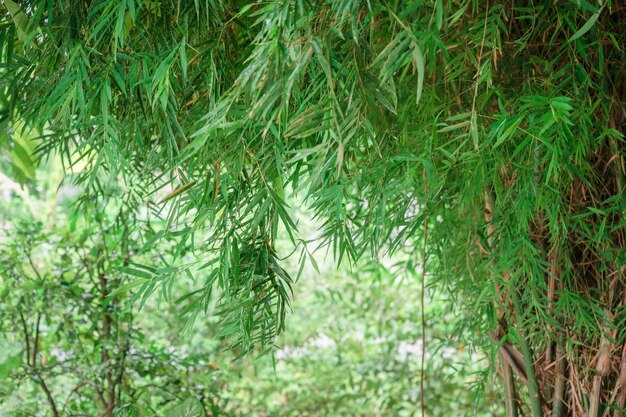 Boschetto di bambù con foglie verdi. Sfondo naturale verde