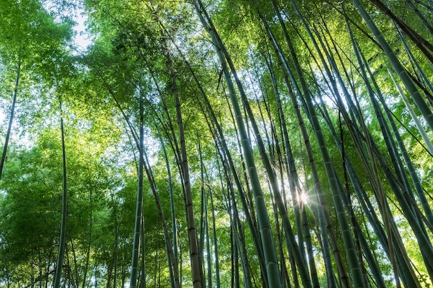 Boschetto di bambù e sole in estate tranquillo e fresco sfondo naturale