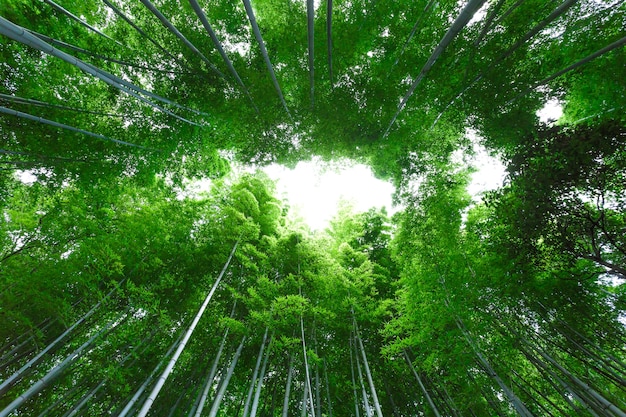 Boschetto di bambù, foresta di bambù a Arashiyama
