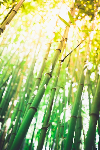 Boschetto di bambù, foresta naturale di bambù verde