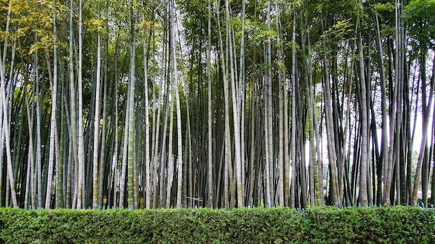 boschetto di bambù nel parco cittadino