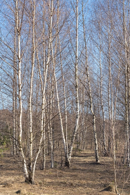 boschetto di betulle della foresta di primavera senza foglie in aprile contro un cielo blu