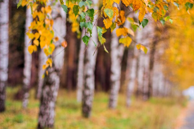 Boschetto di betulle di inizio autunno con foglie gialle