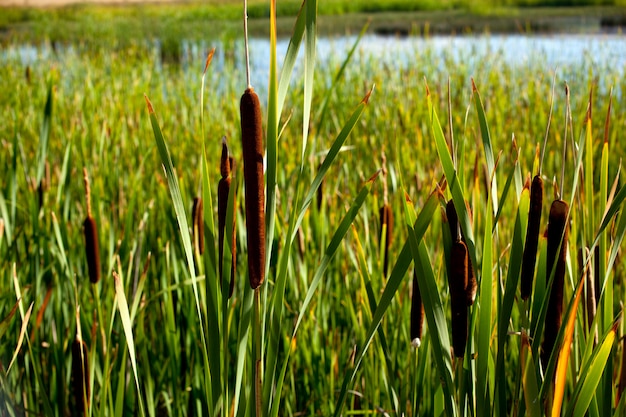 Boschetto di canna in campagna