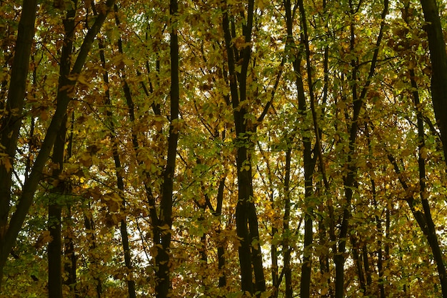 Boschetto di foresta in una giornata autunnale