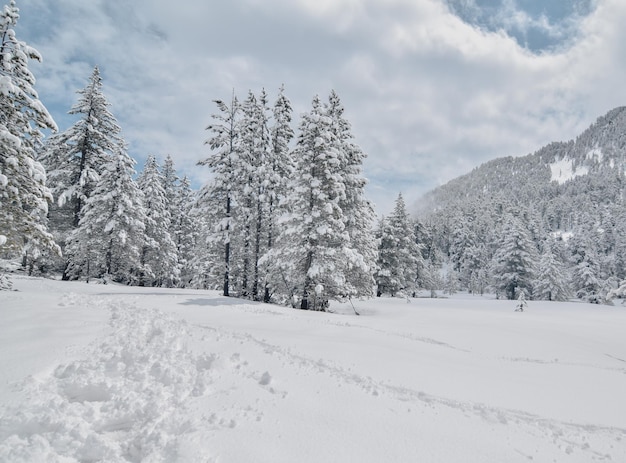 Boschetto innevato di alta montagna