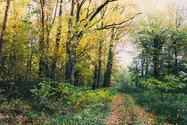 Boschi autunnali Bellissimi alberi dorati e sentiero in foglie autunnali nella foresta calda e soleggiata Quercia e carpino alberi gialli e verdi Ciao autunno Momento tranquillo Sfondo autunnale