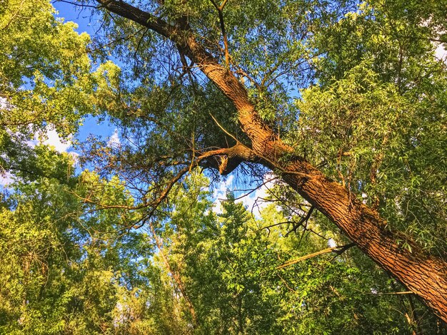 Boschi di campagna come paesaggio rurale alberi incredibili nella natura e nell'ambiente della foresta verde