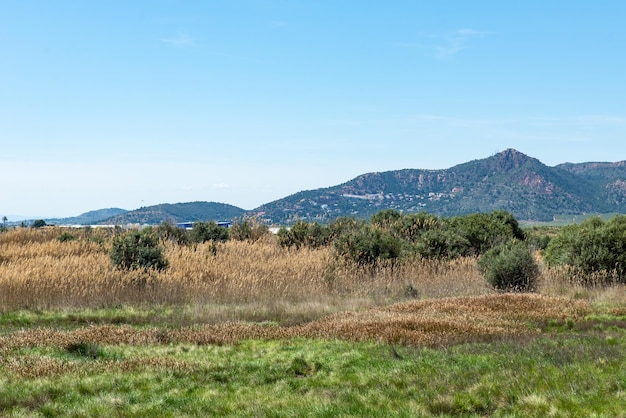 Boschi di canneti sullo sfondo di una montagna