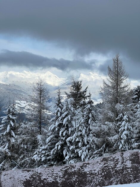 boschi innevati