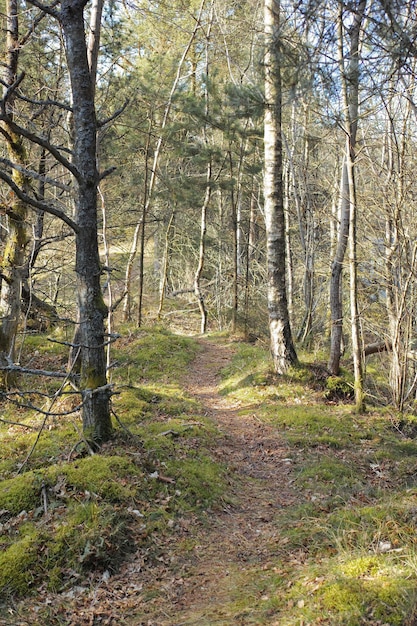 Bosco arboreo incolto con sentiero per escursioni in estate Boschi isolati e deserti utilizzati per avventure e passeggiate per divertimento nella natura Veduta panoramica di un parco in un ambiente naturale rurale