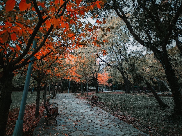 Bosco autunnale. Ciao autunno