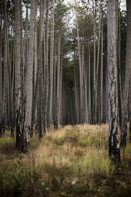 Bosco autunnale con alberi ad alto fusto