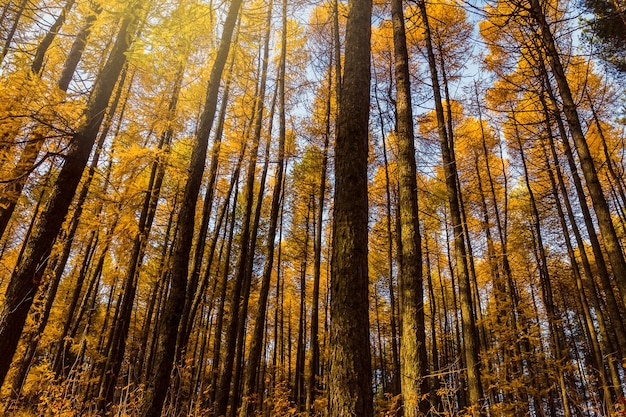 Bosco autunnale con alti larici gialli