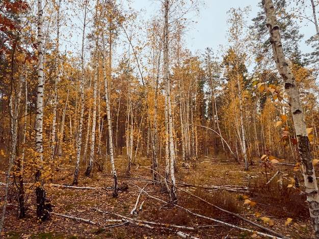 Bosco autunnale con betulle gialle.