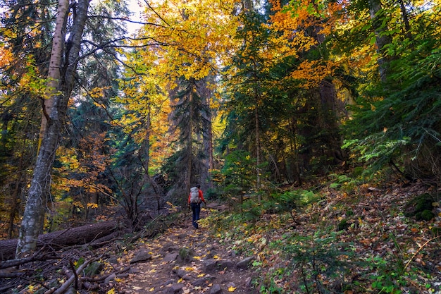 Bosco autunnale con colori vivaci