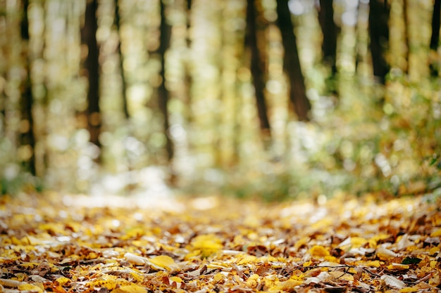 Bosco autunnale con foglie autunnali