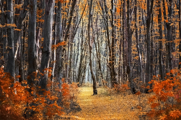 Bosco autunnale con foglie d'arancio sugli alberi