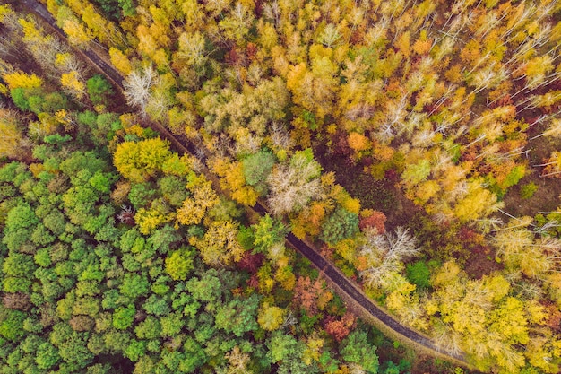 Bosco autunnale dall'alto