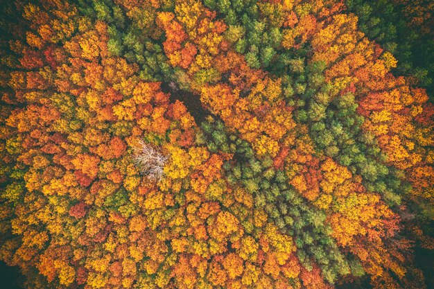 Bosco autunnale dall'alto