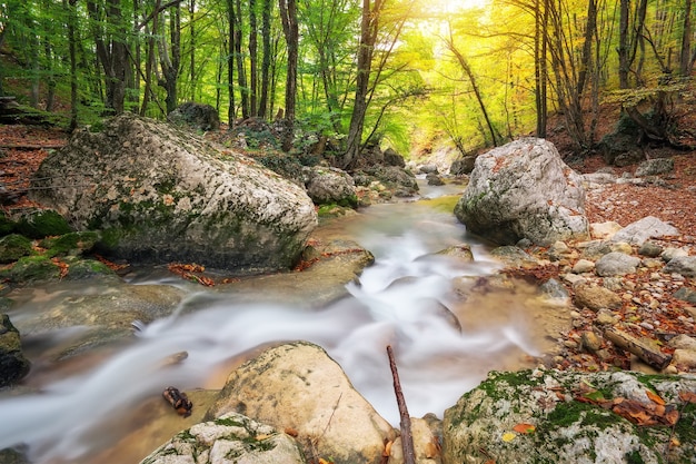 Bosco autunnale del torrente con fogliame di alberi gialli e rocce in montagna foresta