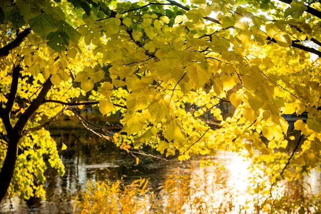 Bosco autunnale e lago nella stagione autunnale.