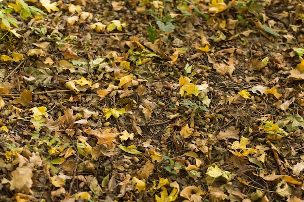 Bosco autunnale. Foglie cadute sbiadite e ghiande marroni sul terreno.