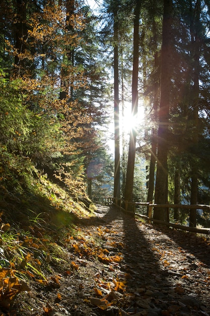 Bosco autunnale in giornata di sole. foglia autunnale