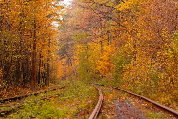 Bosco autunnale in mezzo al quale passa uno strano tram