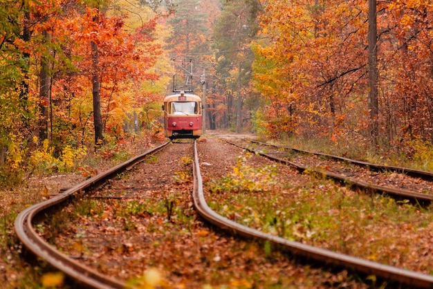 Bosco autunnale in mezzo al quale passa uno strano tram