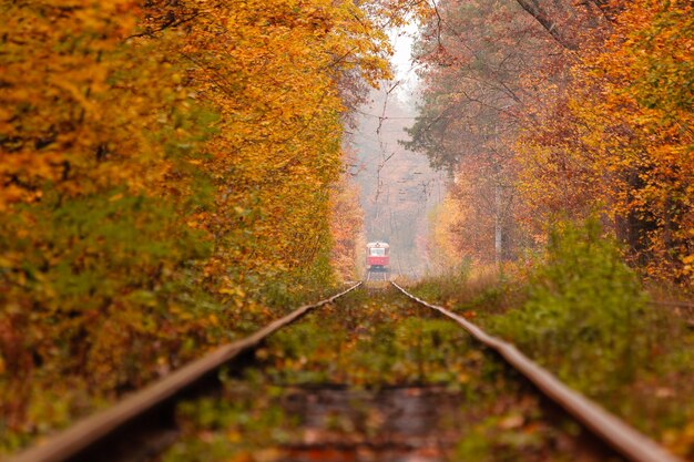 Bosco autunnale in mezzo al quale passa uno strano tram