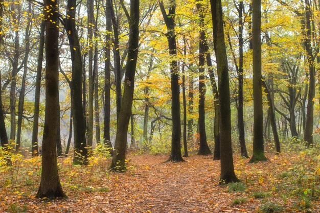 Bosco autunnale in ottobre