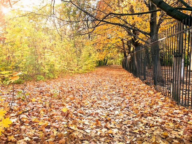 Bosco autunnale in una giornata di sole con fogliame caduto dorato