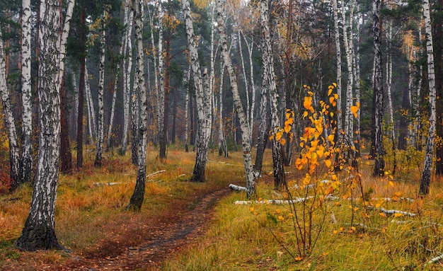 Bosco autunnale. Paesaggio. Colori autunnali