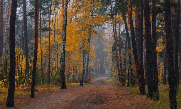 Bosco autunnale. Paesaggio. Colori autunnali