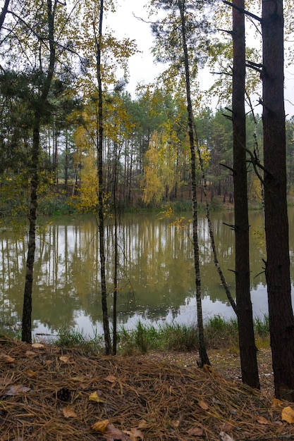 Bosco autunnale sul lago. Alberi riflessi nell'acqua