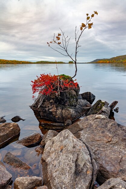 Bosco autunnale sulla riva di un lago in Carelia.