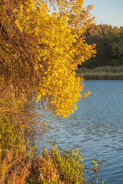 Bosco autunnale sulla sponda del fiume