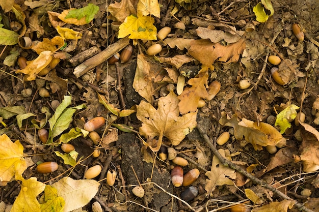 Bosco autunnale. Vista dall'alto di foglie cadute sbiadite, ghiande marroni e rami di quercia sul terreno.