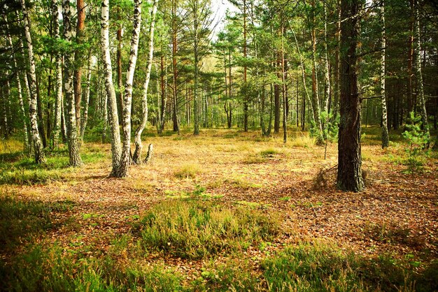 Bosco autunnale