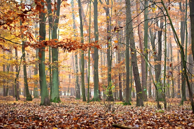 Bosco d'autunno, colori d'autunno